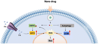Graphical abstract: Nanodrug regulates ROS homeostasis via enhancing fatty acid oxidation and inhibiting autophagy to overcome tumor drug resistance