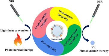 Graphical abstract: Progress of cell membrane-derived biomimetic nanovesicles for cancer phototherapy