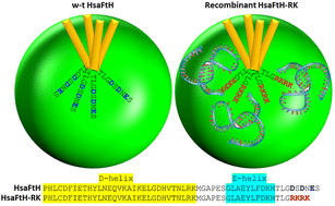 Graphical abstract: Engineered human H-chain ferritin with reversed charge of the internal cavity exhibits RNA-mediated spongelike effect for loading RNA/DNA-binding molecules