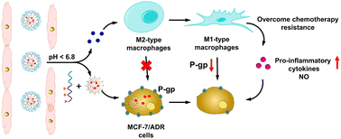 Graphical abstract: GSH/pH dual responsive chitosan nanoparticles for reprogramming M2 macrophages and overcoming cancer chemoresistance
