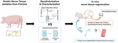 Graphical abstract: Comparative analysis of supercritical fluid-based and chemical-based decellularization techniques for nerve tissue regeneration