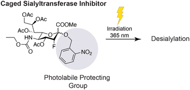 Graphical abstract: UV light-induced spatial loss of sialic acid capping using a photoactivatable sialyltransferase inhibitor