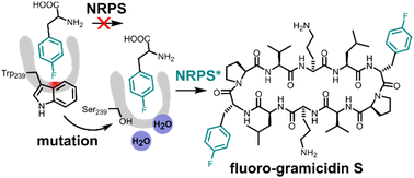 Graphical abstract: Biosynthetic incorporation of fluorinated amino acids into the nonribosomal peptide gramicidin S