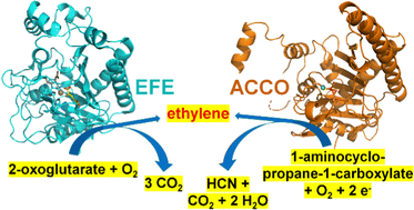 Graphical abstract: Biological formation of ethylene