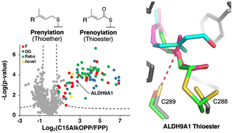 Graphical abstract: Thinking outside the CaaX-box: an unusual reversible prenylation on ALDH9A1