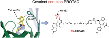 Graphical abstract: Development of a covalent cereblon-based PROTAC employing a fluorosulfate warhead