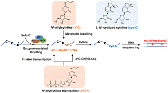 Graphical abstract: N 4-Allylcytidine: a new nucleoside analogue for RNA labelling and chemical sequencing