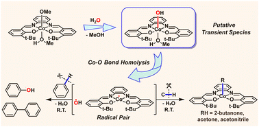 Graphical abstract: C–H bond activations by the HO˙/(Salophent-Bu)Co(ii) radical pair generated via homolysis of a terminal Co(iii)–OH bond