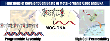 Graphical abstract: Creation of single molecular conjugates of metal–organic cages and DNA