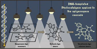 Graphical abstract: Expanding the ‘aplysinospin cascade’ through DNA-templated [2+2] photocycloaddition