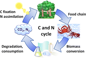 Graphical abstract: Catalytic conversion of chitin as a nitrogen-containing biomass