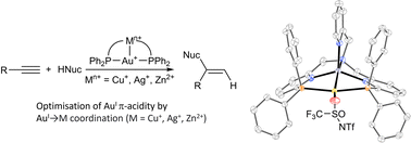Graphical abstract: Au → M bonds promote catalytic alkyne hydrofunctionalisation