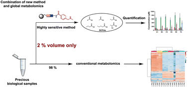 Graphical abstract: Sensitive quantification of short-chain fatty acids combined with global metabolomics in microbiome cultures