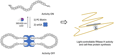 Graphical abstract: Handcuffed antisense oligonucleotides for light-controlled cell-free expression