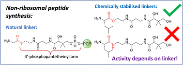 Graphical abstract: Not always an innocent bystander: the impact of stabilised phosphopantetheine moieties when studying nonribosomal peptide biosynthesis