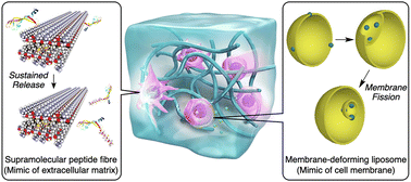 Graphical abstract: Self-assembling materials functionalizing bio-interfaces of phospholipid membranes and extracellular matrices