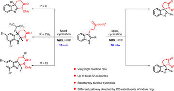 Graphical abstract: NBS-induced intramolecular annulation reactions for the divergent synthesis of fused- and spirocyclic indolines