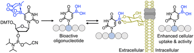 Graphical abstract: 5-Dihydroxyboryluridine enhances cytosolic penetration of antisense oligonucleotides