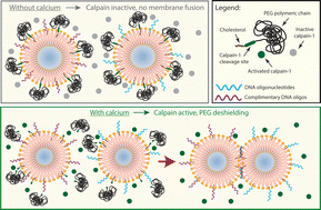 Graphical abstract: Calcium-triggered DNA-mediated membrane fusion in synthetic cells