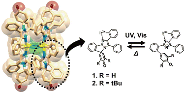 Graphical abstract: Photochromic dinuclear iridium(iii) complexes having phenoxyl-imidazolyl radical complex derivatives