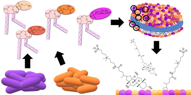 Graphical abstract: Phospholipid headgroup composition modulates the molecular interactions and antimicrobial effects of sulfobetaine zwitterionic detergents against the “ESKAPE” pathogen Pseudomonas aeruginosa