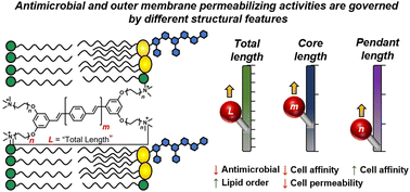 Graphical abstract: Structural modulation of membrane-intercalating conjugated oligoelectrolytes decouples outer membrane permeabilizing and antimicrobial activities