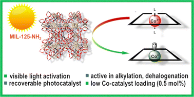 Graphical abstract: Vitamin B12 and a metal–organic framework enable the photocatalytic generation of alkyl radicals