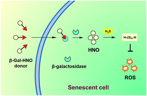Graphical abstract: β-Galactosidase-activated nitroxyl (HNO) donors provide insights into redox cross-talk in senescent cells