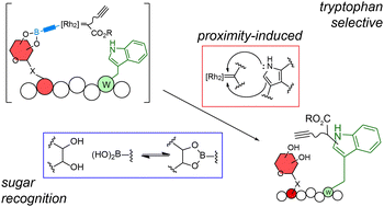 Graphical abstract: Polyol recognition in catalysis: toward selective modification of glycosylated polypeptides with boronic acid–rhodium(ii) catalysts
