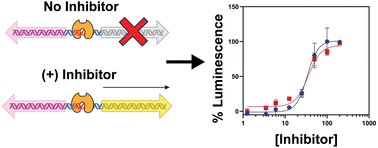 Graphical abstract: Development of a whole-cell biosensor for β-lactamase inhibitor discovery