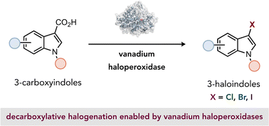 Graphical abstract: Decarboxylative halogenation of indoles by vanadium haloperoxidases