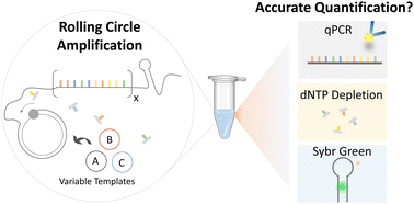 Graphical abstract: Accurate quantification of DNA content in DNA hydrogels prepared by rolling circle amplification