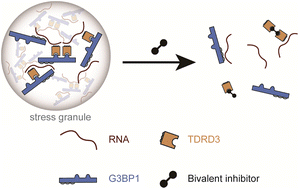 Graphical abstract: A bivalent inhibitor against TDRD3 to suppress phase separation of methylated G3BP1