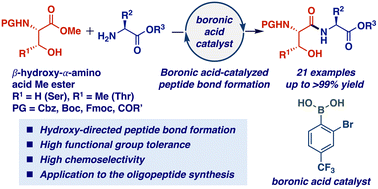 Graphical abstract: Hydroxy-directed peptide bond formation from α-amino acid-derived inert esters enabled by boronic acid catalysis