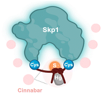 Graphical abstract: Identification of Skp1 as a target of mercury sulfide for neuroprotection