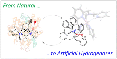 Graphical abstract: Bioinspired motifs in proton and CO2 reduction with 3d-metal polypyridine complexes