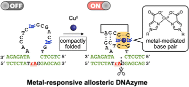 Graphical abstract: Metal-dependent activity control of a compact-sized 8–17 DNAzyme based on metal-mediated unnatural base pairing