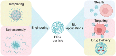 Graphical abstract: Engineering poly(ethylene glycol) particles for targeted drug delivery