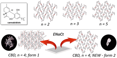 Graphical abstract: Polymorph prediction through observed structural isomorphism leading to a new crystalline form of cannabidiol