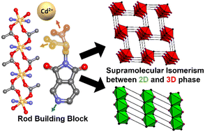 Graphical abstract: Supramolecular isomerism and structural flexibility in coordination networks sustained by cadmium rod building blocks