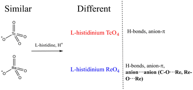 Graphical abstract: What kind of interactions we may get moving from zwitter to “dritter” ions: C–O⋯Re(O4) and Re–O⋯Re(O4) anion⋯anion interactions make structural difference between l-histidinium perrhenate and pertechnetate