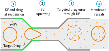 Graphical abstract: Coarse-grained molecular simulation of extracellular vesicle squeezing for drug loading