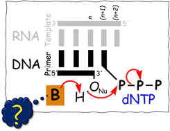 Graphical abstract: Probing the general base for DNA polymerization in telomerase: a molecular dynamics investigation