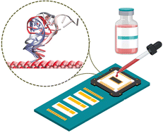 Graphical abstract: Utilization of DNA and 2D metal oxide interaction for an optical biosensor