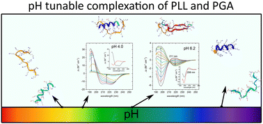 Graphical abstract: pH dependence of the assembly mechanism and properties of poly(l-lysine) and poly(l-glutamic acid) complexes