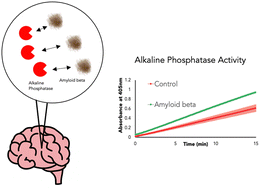 Graphical abstract: Interactions with amyloid beta peptide and acetylcholinesterase increase alkaline phosphatase activity