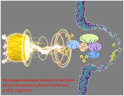 Graphical abstract: Molecular modelling of shockwave-mediated delivery of paclitaxel aggregates across the neuronal plasma membrane
