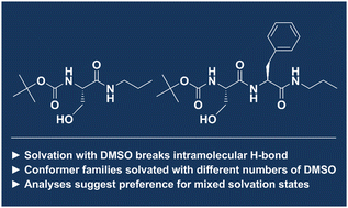 Graphical abstract: Solvation of serine-based model peptides and the role of the intramolecular OH·O hydrogen bond in interpreting VCD spectra