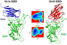 Graphical abstract: Binding of synthetic nanobodies to the SARS-CoV-2 receptor-binding domain: the importance of salt bridges