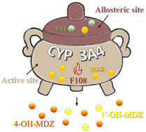 Graphical abstract: Assessing the role of residue Phe108 of cytochrome P450 3A4 in allosteric effects of midazolam metabolism